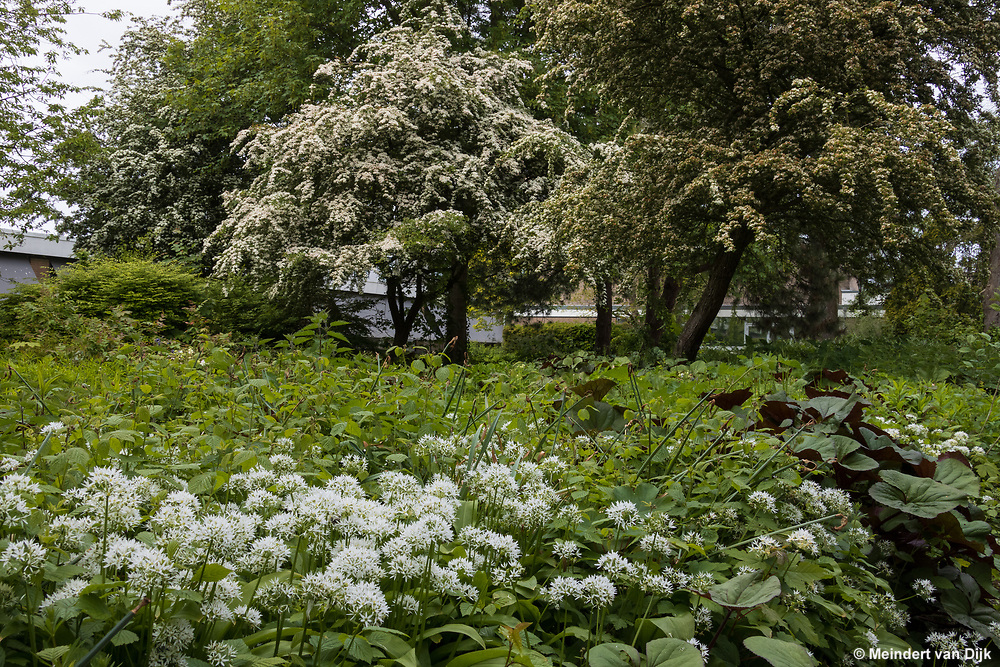 Foto van de oude Mien Ruys-binnentuin in het MCL met bloeiend daslook (voorgrond). De grote meidoornstruiken krijgen na de bloei een overvloed aan rode bessen, die graag door de vogels worden gegeten. Op deze 'wildernistuin' had ik destijds vanuit mijn ziekenhuiskamer uitzicht.